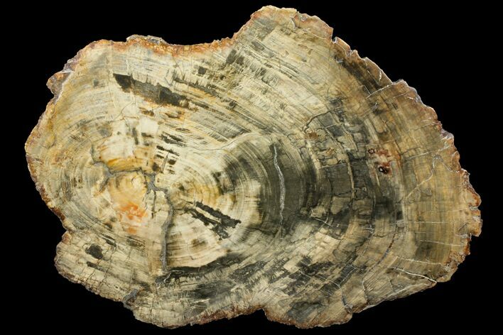 Petrified Wood (Araucaria) Round - Madagascar #143121